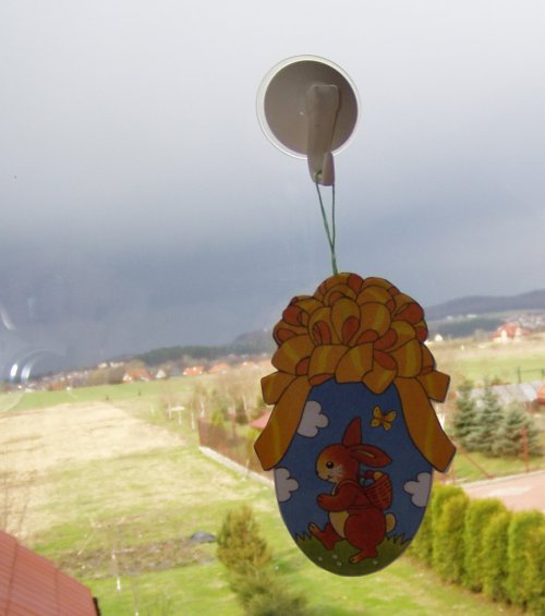 Zając na oknie